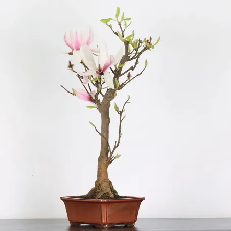 Bonsai Magnolia