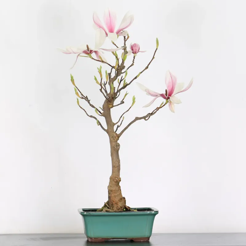 Bonsai Magnolia