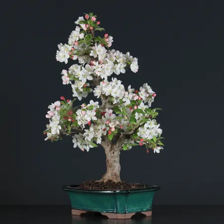 Bonsai Apple Tree