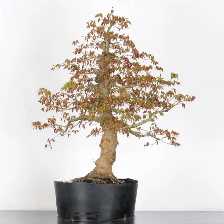 Bonsai Acer Palmatum AP-4-6