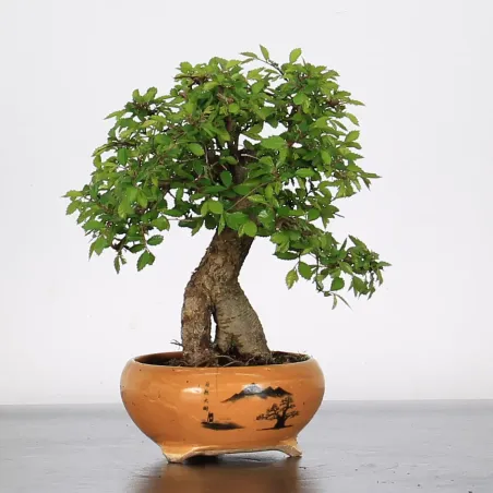 Bonsai Chinese Elm OR-1-1