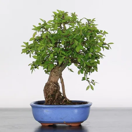 Bonsai Chinese Elm OR-1-3
