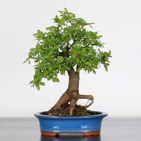 Bonsai Chinese Elm OR-1-4