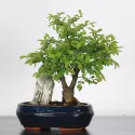 ORME DE CHINE "Ulmus parvifolia"1-6