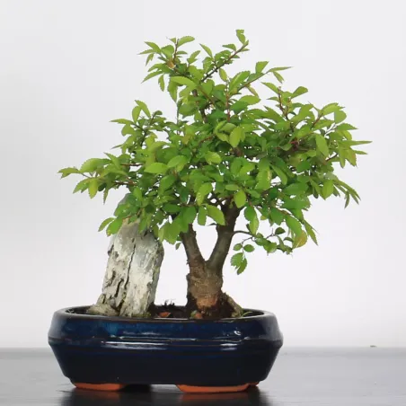 Bonsai Chinese Elm OR-1-6