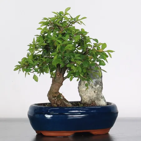 Bonsai Chinese Elm OR-1-7