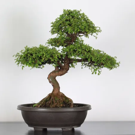 Bonsai Chinese Elm OR-1-12