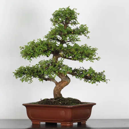 Bonsai Chinese Elm OR-3-2