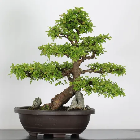 Bonsai Chinese Elm OR-3-3