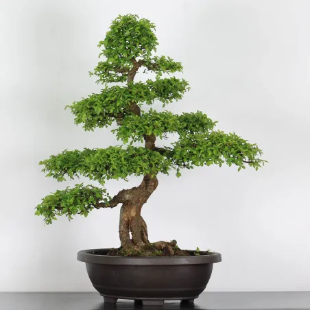 Bonsai Chinese Elm OR-3-4