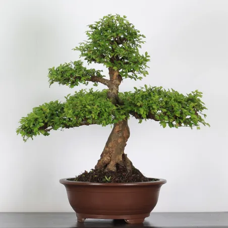 CHINESE ELM "Ulmus parvifolia" 3-9