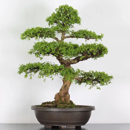 Bonsai Chinese Elm OR-4-4