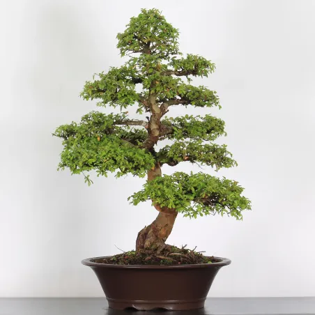 Bonsai Chinese Elm OR-4-5