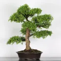 ORME DE CHINE "Ulmus parvifolia" 4-8