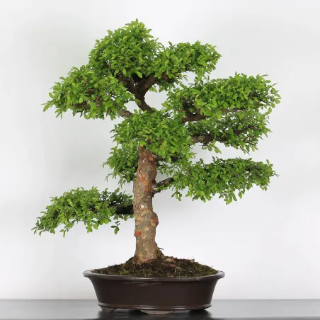 Bonsai Orme de Chine OR-4-8