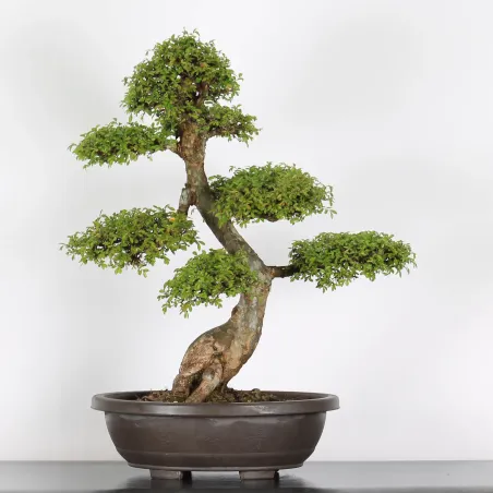 CHINESE ELM "Ulmus parvifolia" 4-12