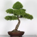 ORME DE CHINE "Ulmus parvifolia" 5-2