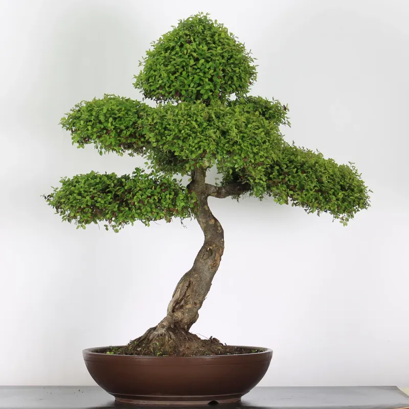 Bonsai Orme de Chine OR-5-2