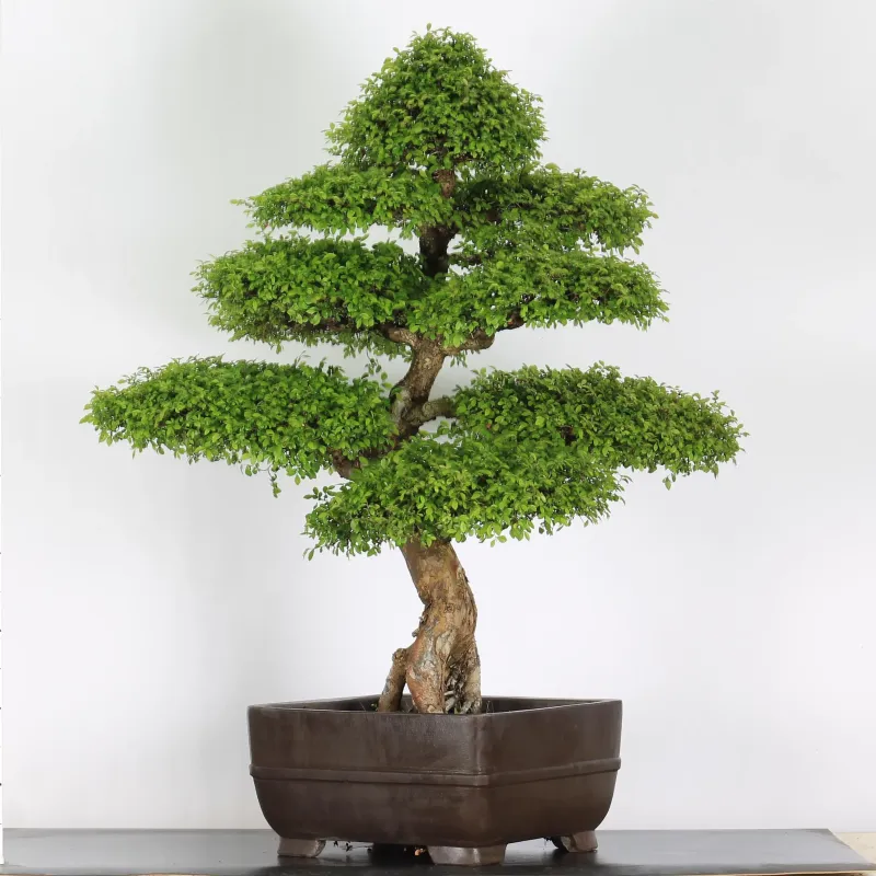 Bonsai Orme de Chine OR-5-3