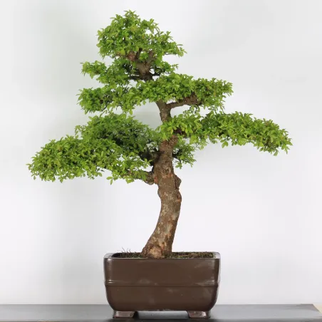 CHINESE ELM "Ulmus parvifolia" 5-10