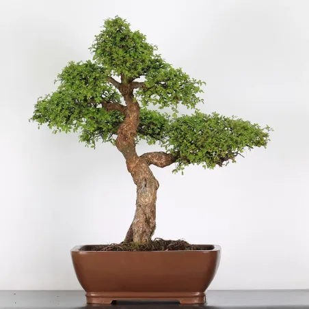 CHINESE ELM "Ulmus parvifolia" 5-11