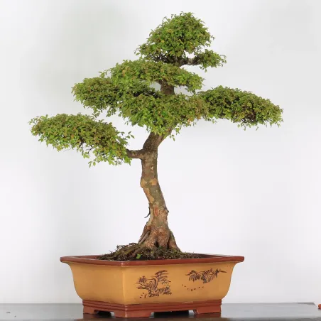 CHINESE ELM "Ulmus parvifolia" 5-12