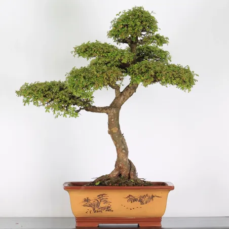 image supplémentaire - CHINESE ELM "Ulmus...