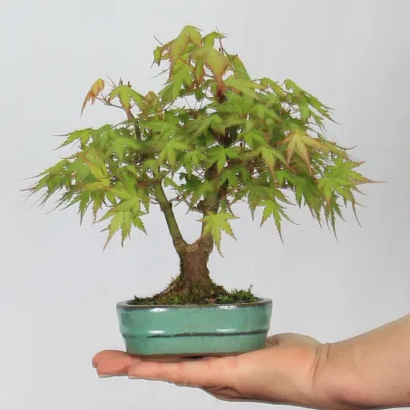 Bonsai Acer Palmatum Shohin APS-1-1