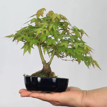 Maple Bonsai Palmatum APS-1-3