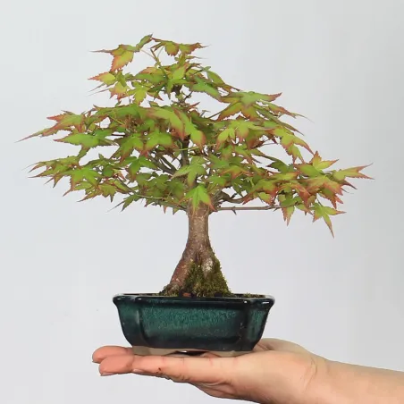 Palmatum Shohin Maple Bonsai APS-1-5