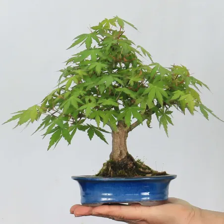 Maple Bonsai Palmatum Shohin APS-1-14