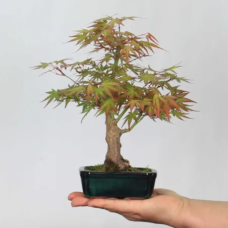 Maple Bonsai Palmatum Shohin APS-1-19