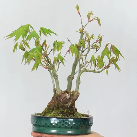 Bonsai Erable Palmatum APS-2-4