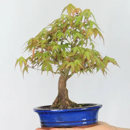 Palmatum Maple Bonsai APS-2-10