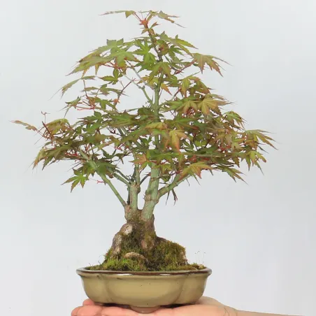 Palmatum Maple Bonsai APS-2-13
