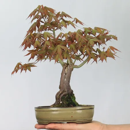 Palmatum Maple Bonsai APS-2-27