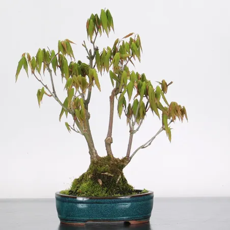 Palmatum Maple Bonsai APS-3-1