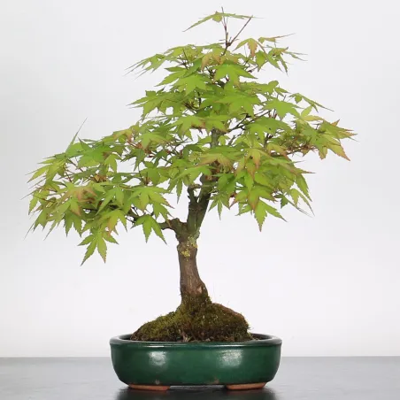 Erable Bonsai Acer Palmatum AP-1-3