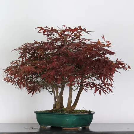 Maple Bonsai Palmatum Atropurpureum AA-2-4
