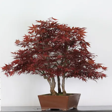 Maple Bonsai Palmatum Atropurpureum AA-2-5