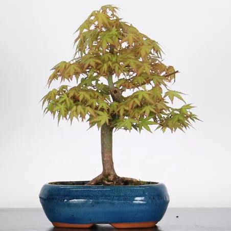 Bonsai Acer Palmatum AP-1-4