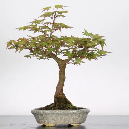 Bonsai Acer Palmatum AP-1-5