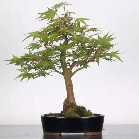 Bonsai Acer Palmatum AP-1-6