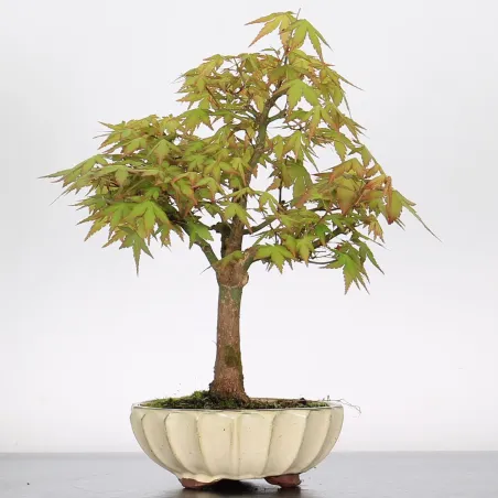 Bonsai Acer Palmatum AP-1-7