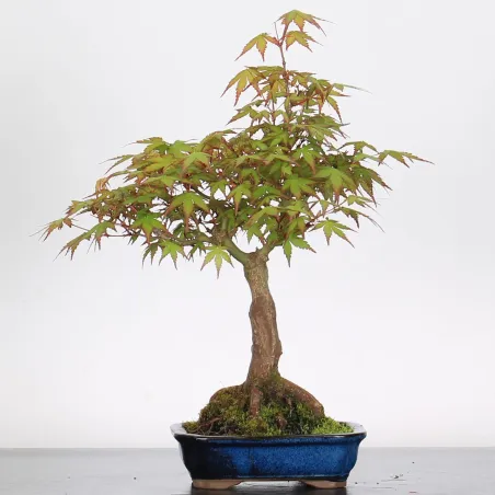 Bonsai Acer Palmatum AP-1-8