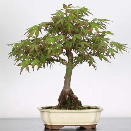 Bonsai Acer Palmatum AP-1-9