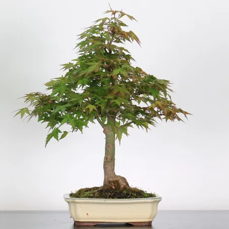 Bonsai Acer Palmatum AP-1-11
