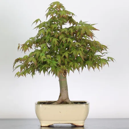 Bonsai Acer Palmatum AP-1-12