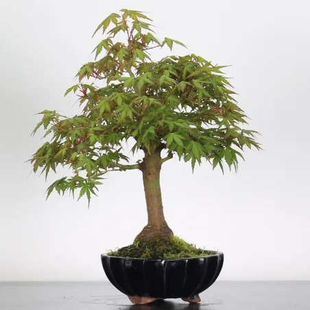 Bonsai Acer Palmatum AP-1-13