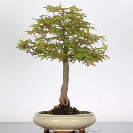 Bonsai Acer Palmatum AP-1-14